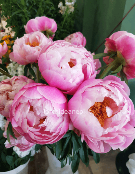 MAZZO PEONIE