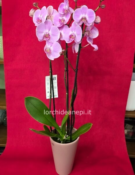 phalaenopsis